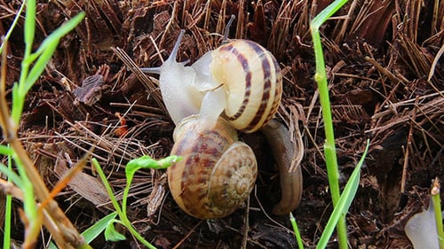 Two Snails Interacting Closely in Nature
