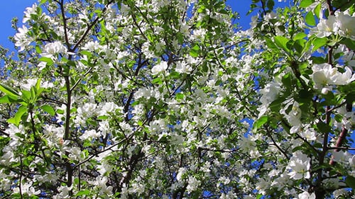 Blooming Tree with White Flowers in Springtime