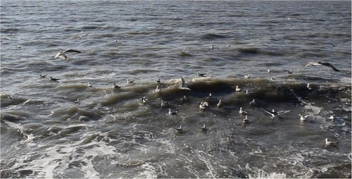 Seagulls Gathering on the Ocean Waves