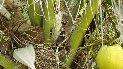 Myna Bird Perched in Coconut Palm Tree