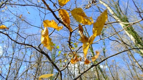 Autumnal Leaves on Branches against Blue Sky