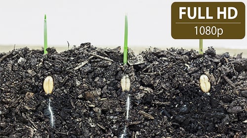 Wheat Seed Germination Time-Lapse in Dark Soil