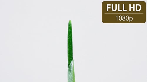 Green Plant Stem Macro on White Background