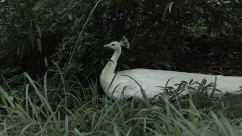 Majestic White Peacock Resting Peacefully in Green Foliage