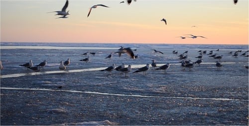 Seagulls 3