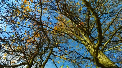 Bald Tree and Some Leaves on Them