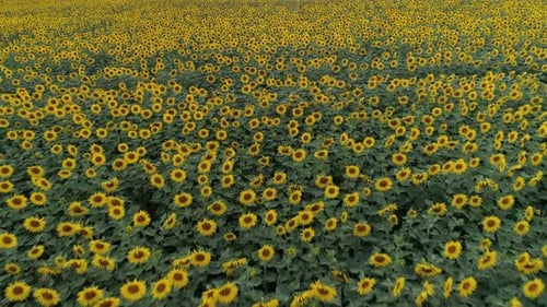 Aerial View of Expansive Sunflower Field