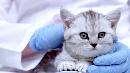 Veterinarian Doctor with Small Gray Scottish Kitten in His Arms in Medical Animal Clinic Close Up