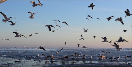 Flight