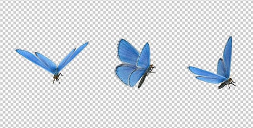 Papillon volant - Blue Adonis
