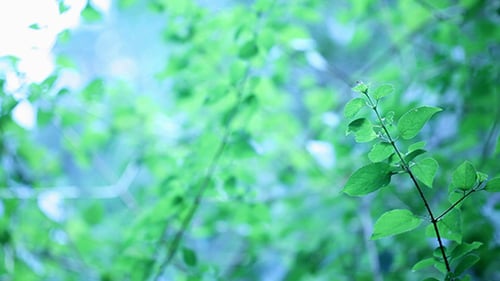 Green Leaf In Nature 335
