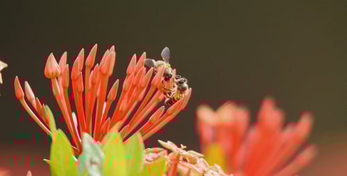 Bees Pollinating Red Flowers in Extreme Close Up