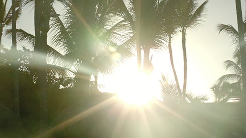 Soleil lumineux du soir qui brille parmi les palmiers