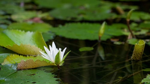 Elegant White Water Lily on Tropical Pond