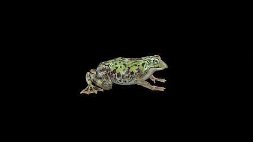 Frog Idle 1