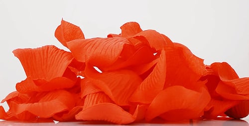 Coral Rose Petals Piled in a Close Up Studio Shot