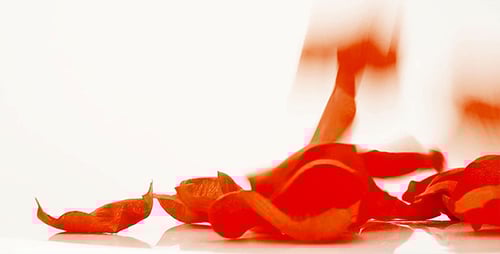 Delicate Orange Rose Petals Falling Gently
