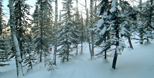 Snowy Forest Trail Winter Travel