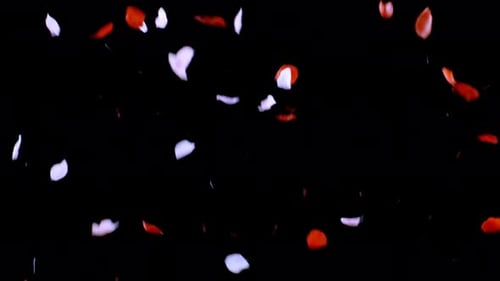 Rose Petals