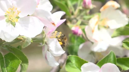 Biene und Blumen