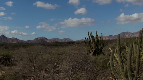 Cactus Desert Baja California Sur Mexico 6