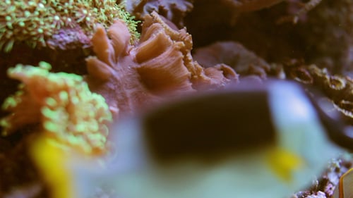 Fische Sealife Meeresaquarium Wildlife Underwater 3