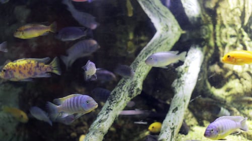 Fische Sealife Meeresaquarium Wildlife Underwater 17
