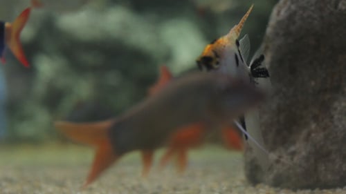 Fische Sealife Meeresaquarium Wildlife Underwater 20