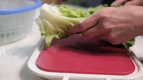 Hands cutting fresh lettuce in a kitchen