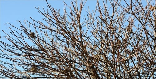 Sparrow