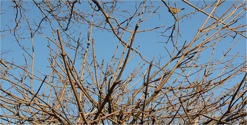 Sparrow 2