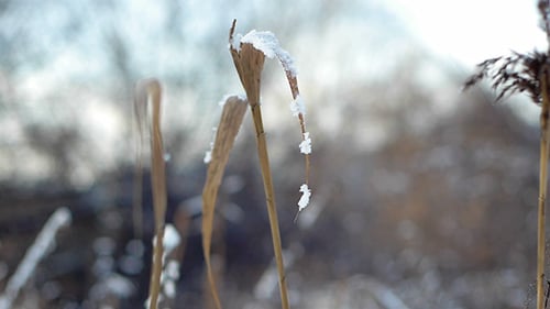 Winter Grass 5