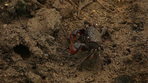Small Crab Walking on the Ground