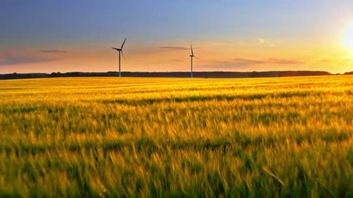 Golden field and wind turbines at sunset, aerial view, Poland