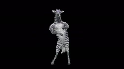 3D Animated Zebra Dancing on Hind Legs
