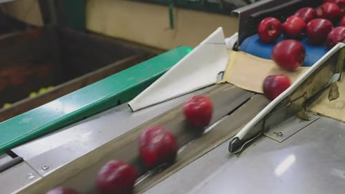 Red Apples Moving on Factory Conveyor Belt