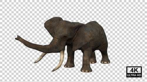 Elephant Attack Angle View