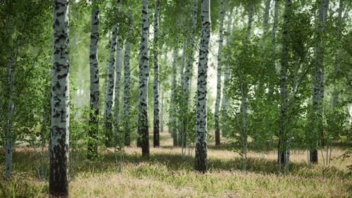 Birch Forest in Sunlight in the Morning