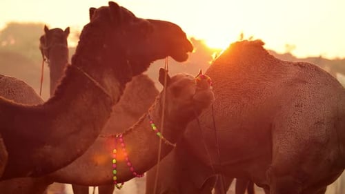Camels in Slow Motion at the Pushkar Fair Also Called the Pushkar Camel Fair