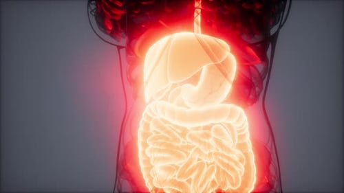3D Medical Animation of Human Digestive System and Organs
