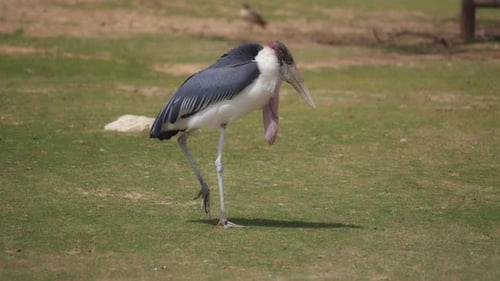 Marabou geht auf einer Wiese