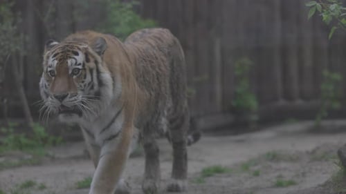 Tigre en un paseo