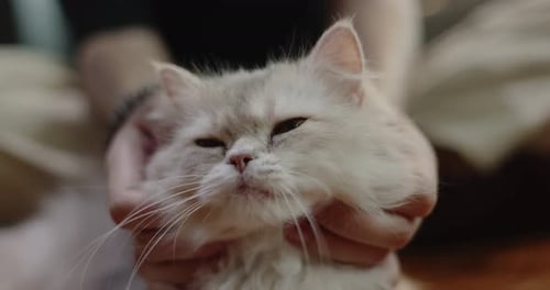 Close up hand of human playing with adorable cat, Slow motion shot