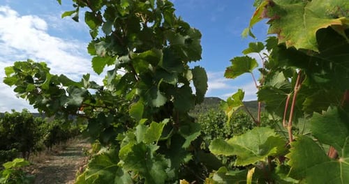 vignobles, Pic Saint Loup, Claret, Occitanie, France