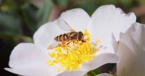 Bee Collects Pollen from White Flower Petals