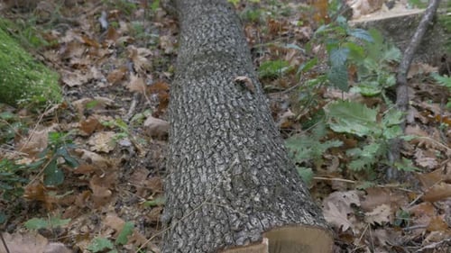 Geschnittener Baum im Wald 4K 2160p UHD-Video - Baum auf dem Boden liegend 4K 3840X2160 UHD foota