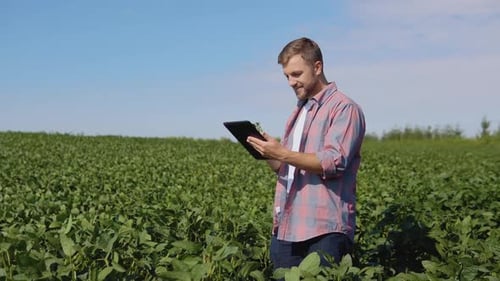 A Young Farmer Makes Notes in a Tablet About the Peculiarities of Soybean Growth in the Field