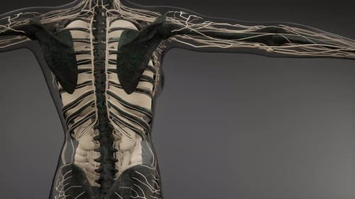 Human Nervous System and Skeleton 3D Medical Scan