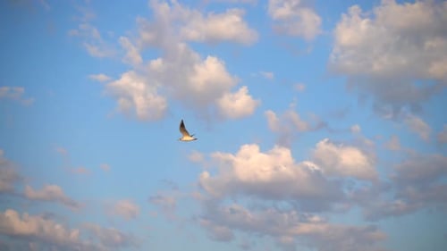 Flight of seagulls over the sea. Slow motion.