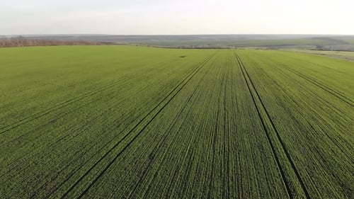 Aerial View of the Agricultural Green Field with Row Lines